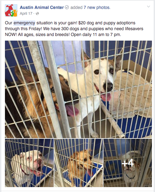 No Kill In Austin Austintexas Gov