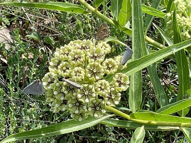 small green flowers in a cluster surrounded by greenery