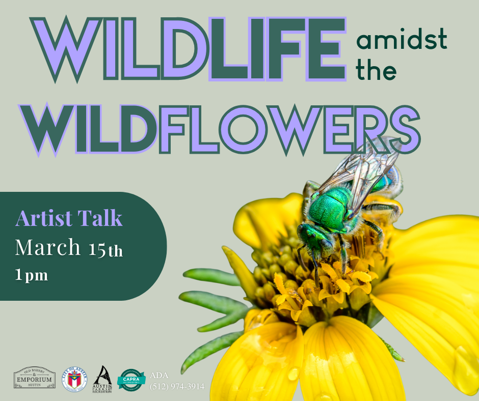 Wildlife Amdist the Wildflowers Artist Talk - image of bee on yellow flower