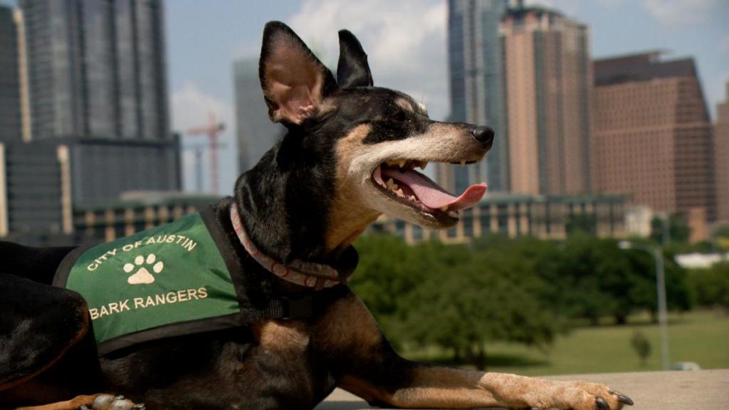 image of a black and brown dog wearing a bark ranger vest in front of Austin skyline