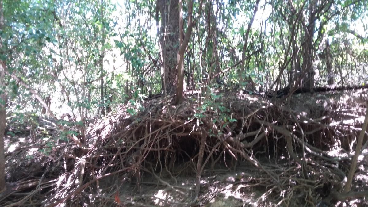 Image | Even when the soil under the trunk is eroded, the network of roots holds the tree up.