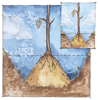 Drawing of a bare root tree being planted on top of a mound of soil in the planting hole.