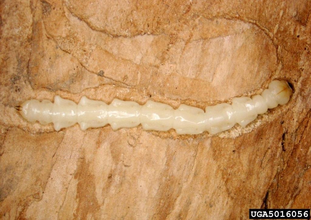 EAB larva in an ash log with bark removed