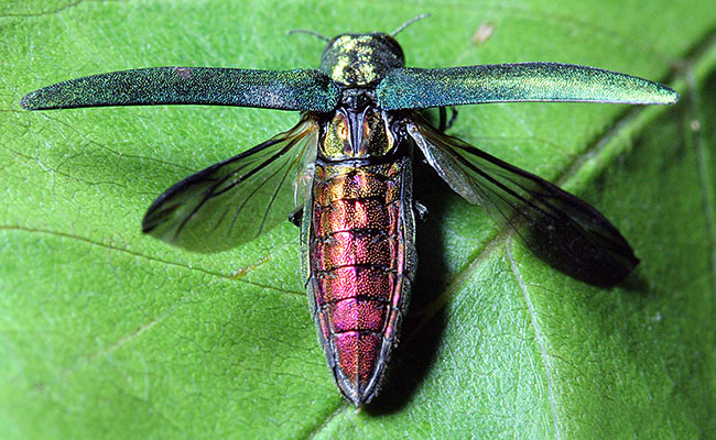 Adult EAB with wings spread to show red body underneath.