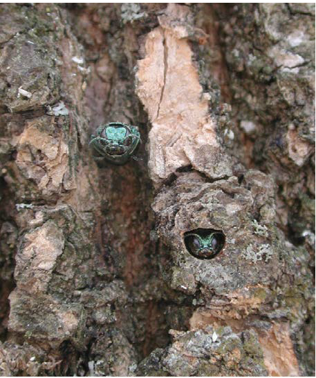 Ash log showing adult EAB ready to exit a 'D'-shaped hole in the wood.