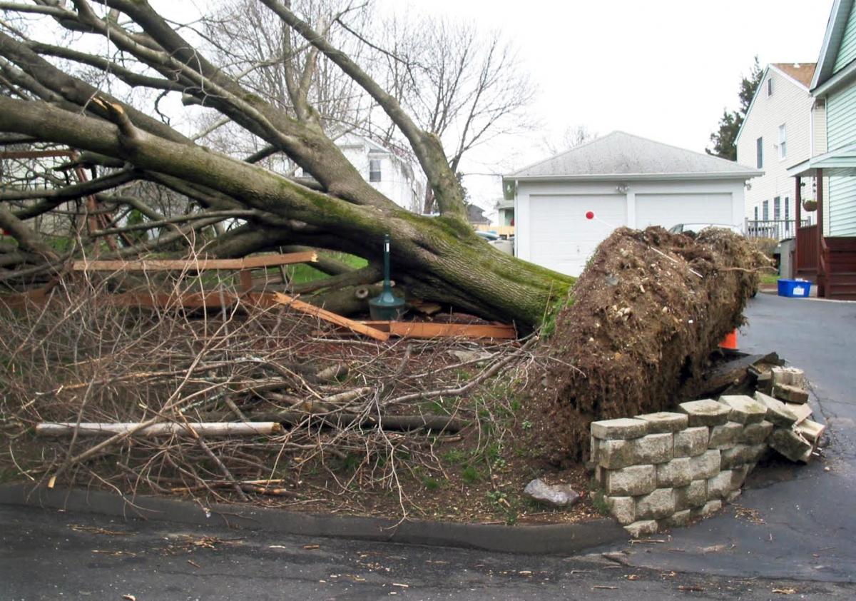 Fallen tree that had roots sheared across one side