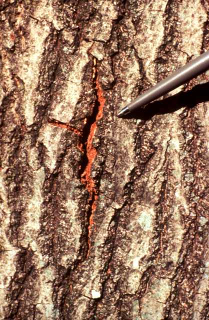 Red oak trunk with split in bark where a fungal mat has formed underneath