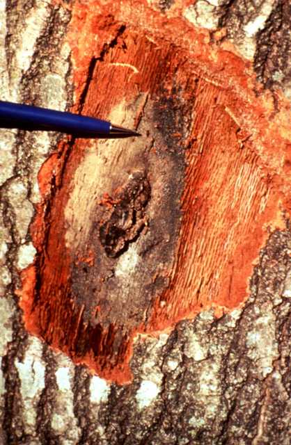 Red oak trunk with a fungal mat exposed by removing bark