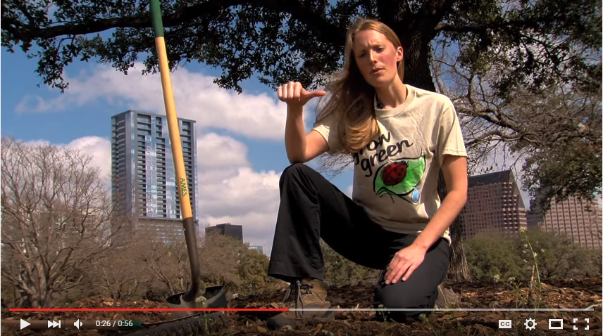 Use the thumb rule when spreading mulch under a tree. 