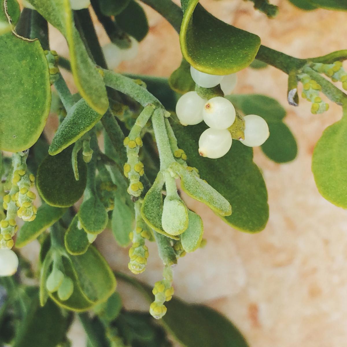 Close view of mistletoe leaves and berries