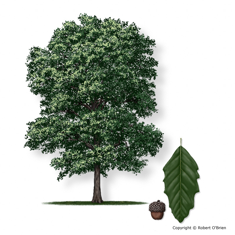 Drawing of a Monterrey oak with inset of leaves and acorn. Courtesy Robert O'Brien.