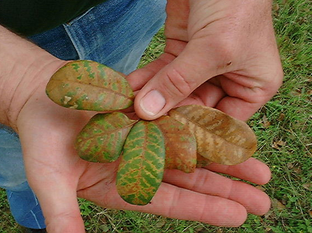 Close up image of southern live oak leaves affected by oak wilt.