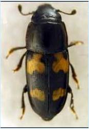 Photo of a beetle that spreads oak wilt.