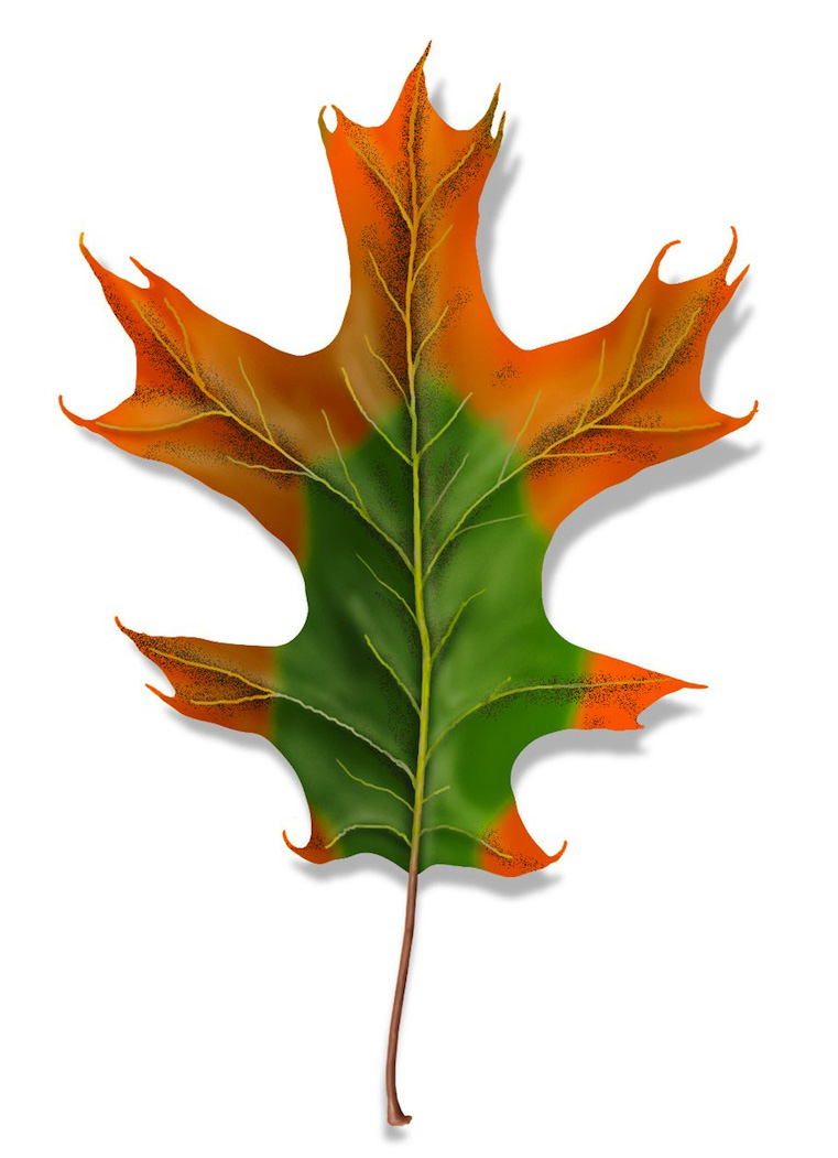 Drawing of a red oak leaf showing symptoms of oak wilt