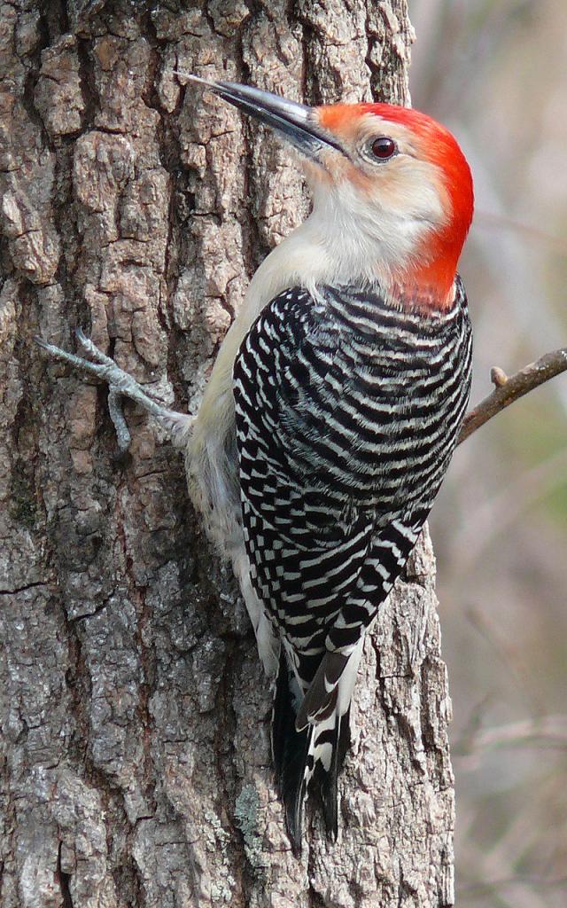 a red-bellied woodpecker on a tree trunk