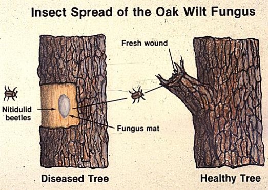 Drawing that shows how nitidulid beetles can create new infections of oak wilt