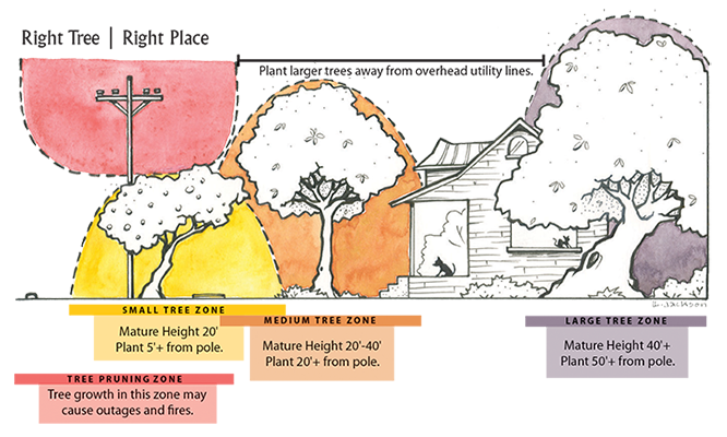 Drawing of a landscape showing the best placement of trees based on mature size.