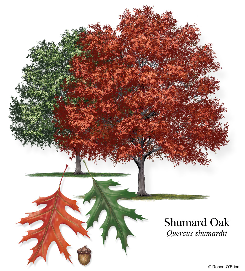 Image of Shumard Oak