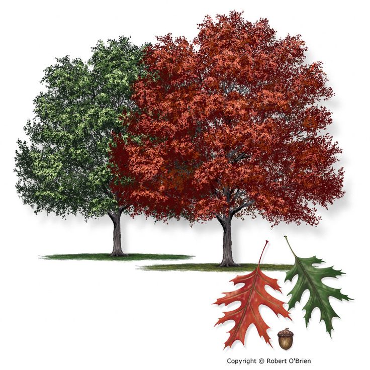 Drawing of a Shumard oak with inset drawing of leaves