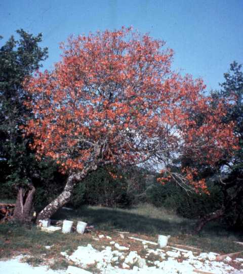 Red oak showing red leaves in summer due to oak wilt
