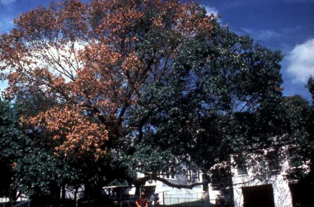 Red oak with brown leaves in half the canopy as the disease spreads through the canopy