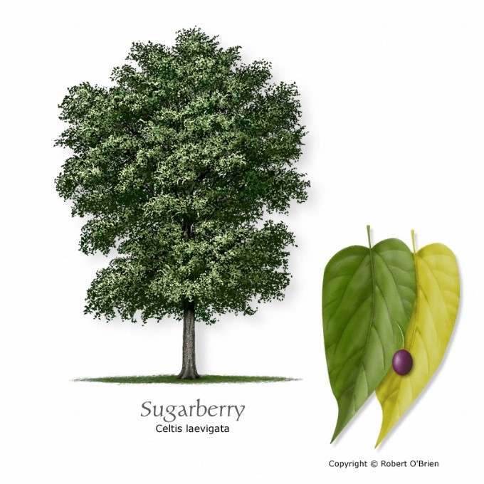 Are hackberry trees outlet poisonous to dogs