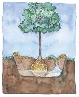 Drawing of a tree in an open planting hole with a hose running water into the bottom.