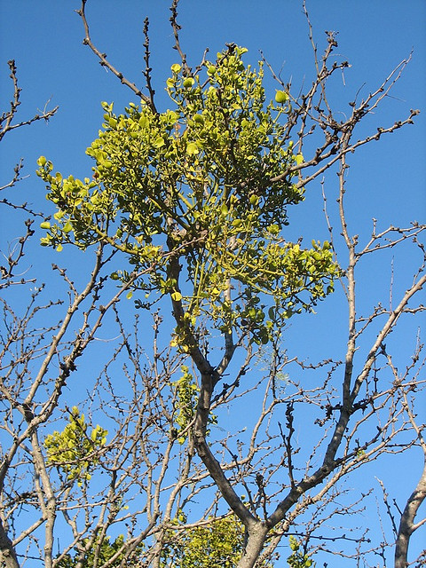 Tree branch with large cluster of mistletoe