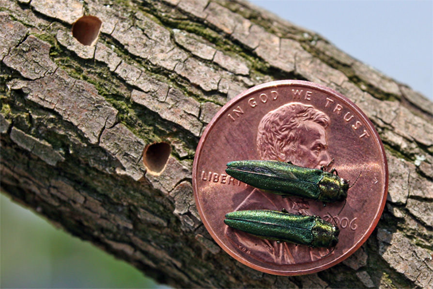 What is Emerald Ash Borer? AustinTexas.gov