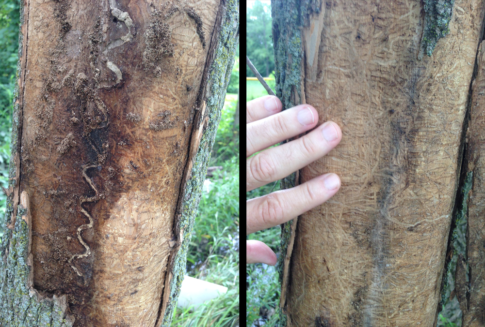 Ash logs with bark removed to reveal serpentine EAB galleries