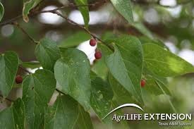 Image result for sugarberry tree
