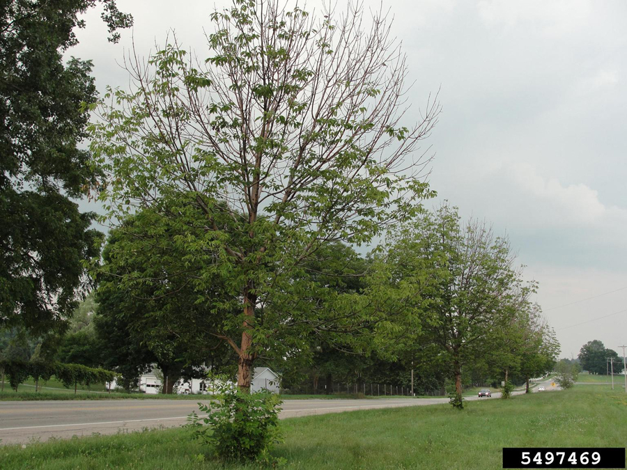 Ash tree showing symptoms of EAB infestation