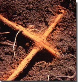 Close up image of how oak roots connect under ground.