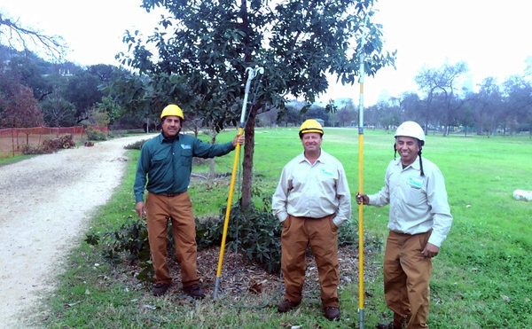 Three men with safety gear and pruning tools next to a tree