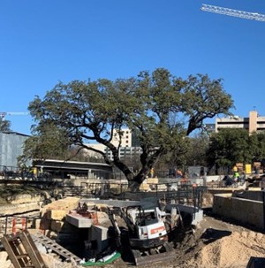 A live oak in a construction site with protection according to ordinance