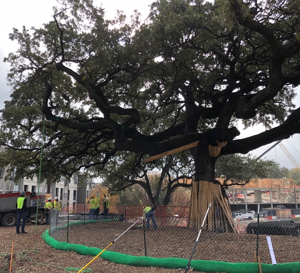 A live oak tree near a construction site with protective fencing, mulch, and trunk protection