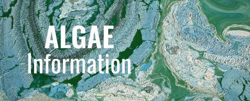 Algae information