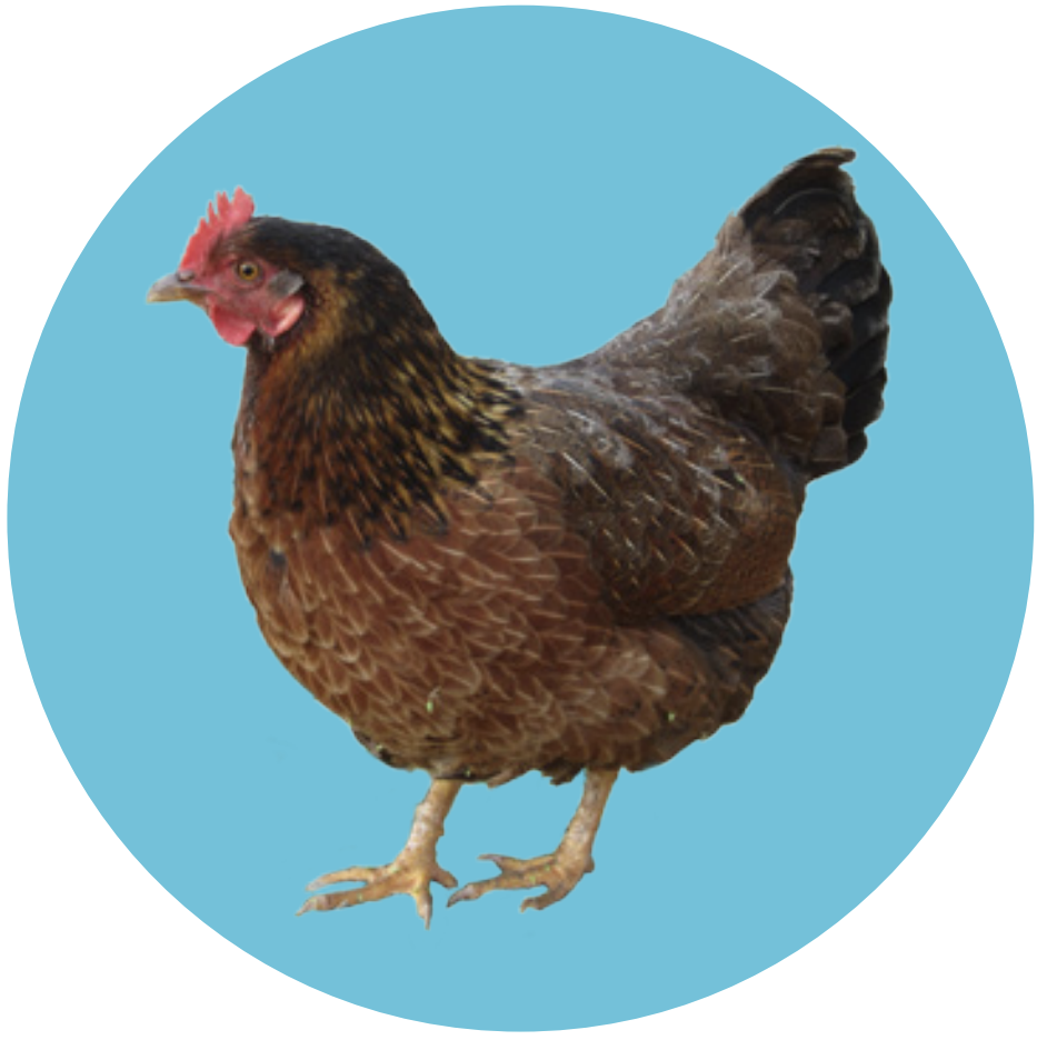 hen