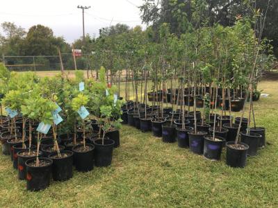 Rows of potted trees are waiting to be delivered.