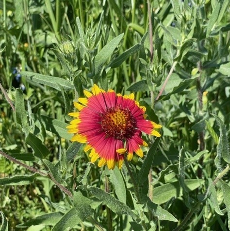 red flower with yellow tips surrounded by grass
