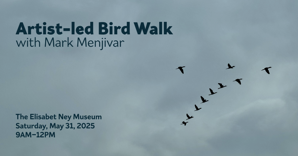 artist led bird walk - picture with birds flying in the sky