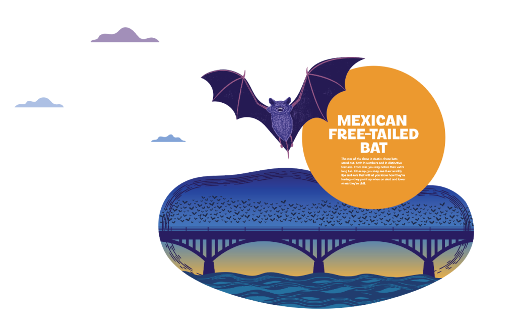 Mexican Free-Tailed Bat on bat wall at Austin-Bergstrom International Airport