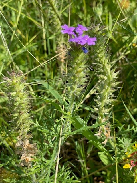 small purple flower on green stalk surrounded by grass