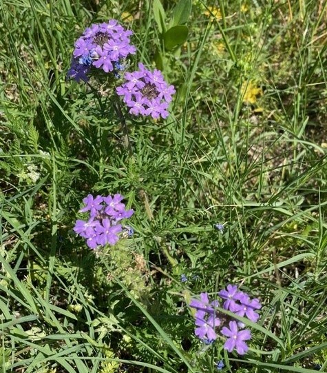small purple flowers surrounded by grass