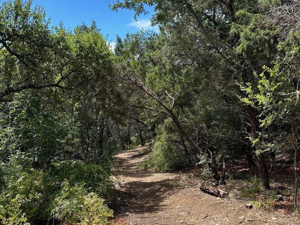 A nature trail through green trees