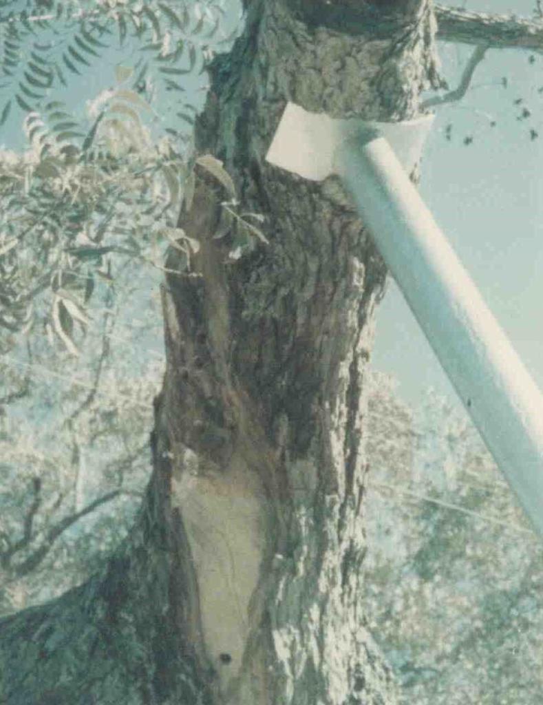 1970s photo of trunk cavity