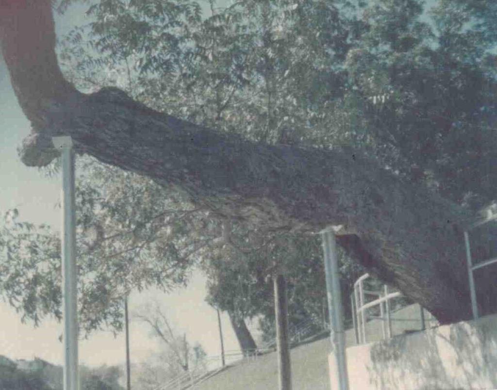 1970s photo of trunk cavity