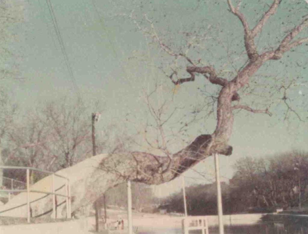 1970s image of tree with work complete
