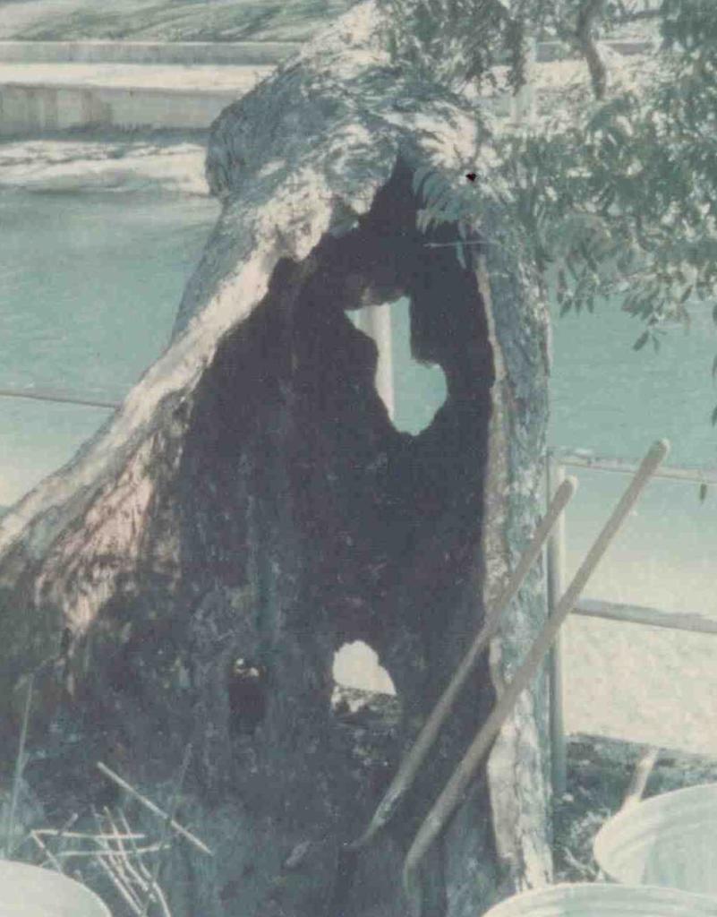 1970s photo of trunk cavity