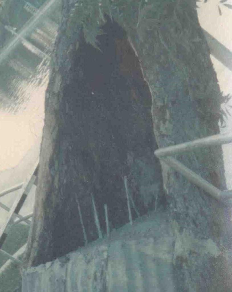 1970s photo of trunk cavity